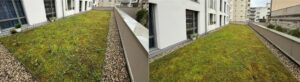 Deux photos montrant l'évolution d’une toiture végétalisée. À gauche, la végétation est clairsemée, irrégulière et parsemée de mauvaises herbes. À droite, la végétation est dense, uniforme et bien entretenue.